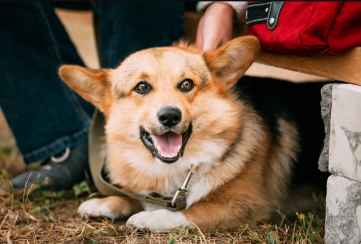 Dental Services Page For Boulder Pet Owners