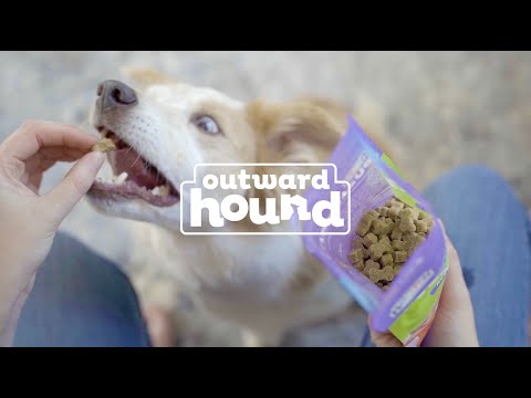 Prepare Your Pet for Fall with Outward Hound®