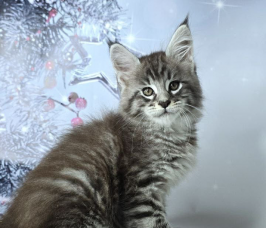 Maine Coon Maniacs Kitten 1